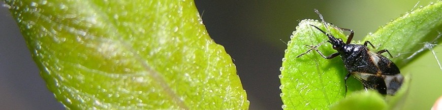 PLANTAS REFUGIO