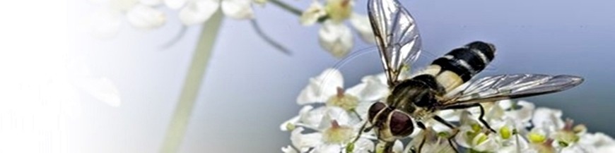 Plantas herbáceas útiles para el control biológico de plagas