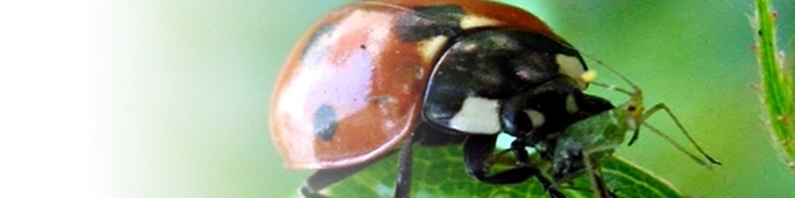 COCCINELLA SEPTEMPUNCTATA (Mariquita de 7 puntos)
