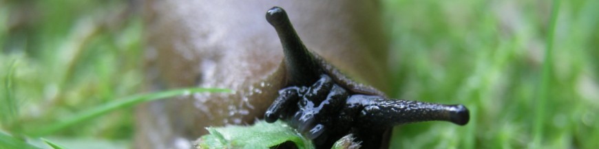 Trampas de suelo para la captura de caracoles y babosas