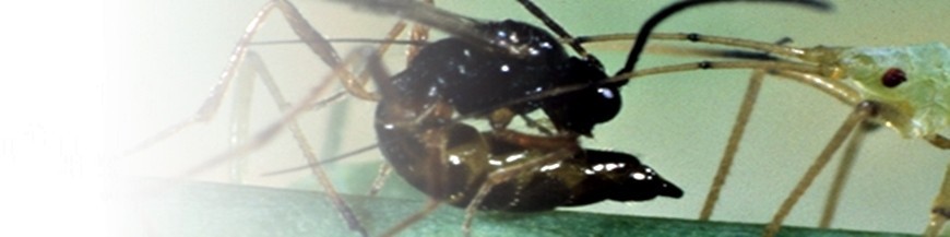 Aphidius ervi