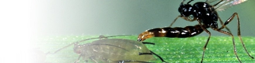APHIDIUS COLEMANI