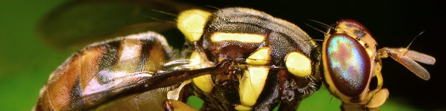 Atrayente para Bractocera oleae mosca del olivo