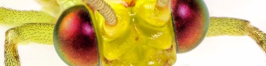 INSECTOS BENEFICIOSOS