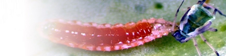 Aphidoletes aphidimyza
