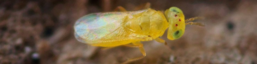 APHYTIS MELINUS