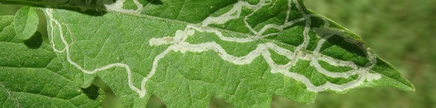 MOSCAS (Dípteros)