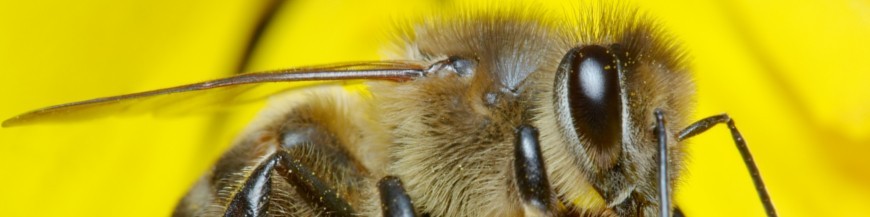 ABEJAS POLINIZADORAS