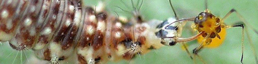 CHRYSOPERLA CARNEA (Crisopa verde)