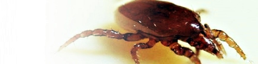 Macrocheles robustulus ácaro depredador de suelo