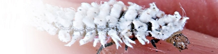 comprar cryptolaemus montrouzieri enemigo natural de cochinilla algodonosa