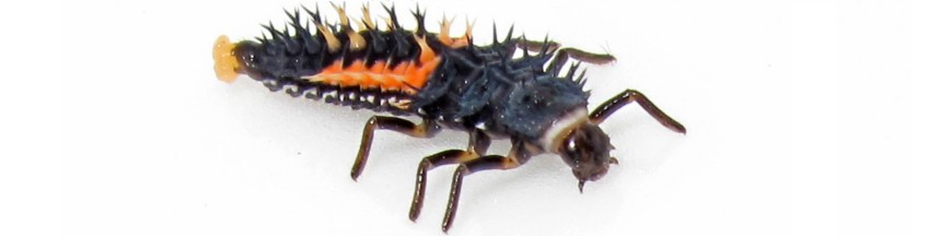 INSECTOS DEPREDADORES