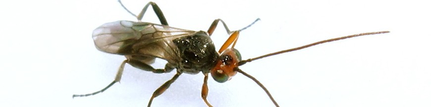 insectos parasitoides