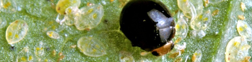 DELPHASTUS PUSILLUS (D. catalinae)