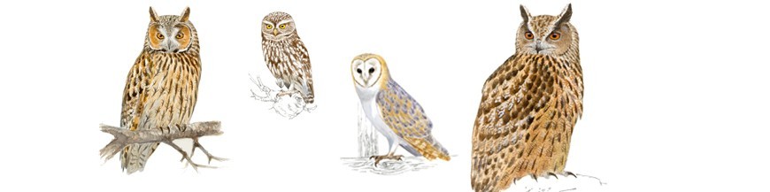 Cajas nido para rapaces nocturnas