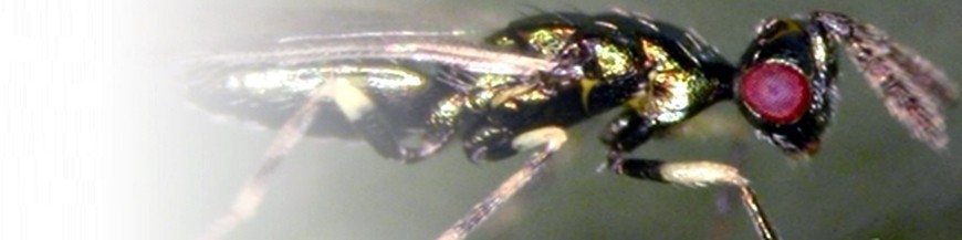 Diglyphus isaea enemigo natural del minador