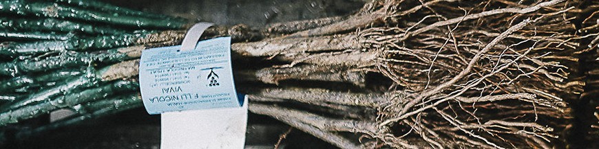 GLOMUS SPP.