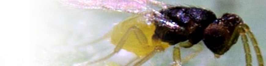 ENCARSIA FORMOSA