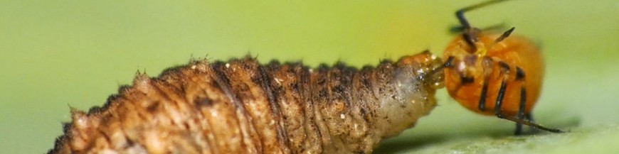 episyrphus balteatus depredador natural de pulgones