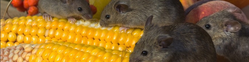 Control de ratas y ratones