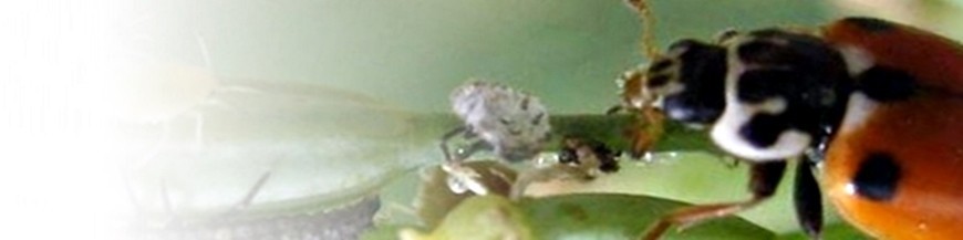 comprar hippodamia variegata