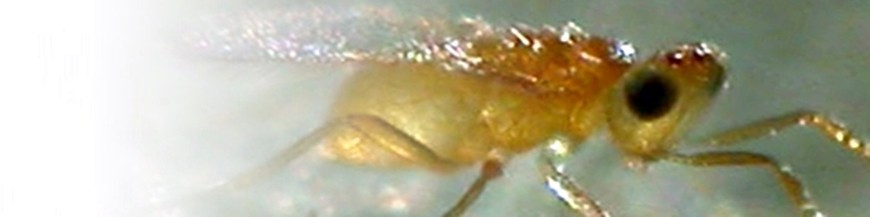 ERETMOCERUS EREMICUS