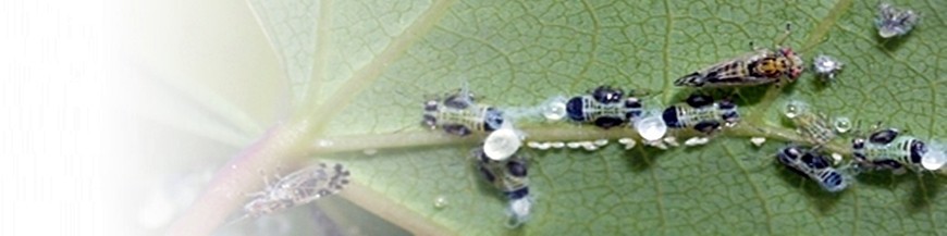 Control integrado de la Psila del cercis Cacopsylla pulchella