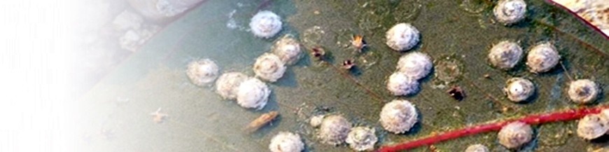 Control integrado del psílido del eucalipto Glycaspis brimblecombei