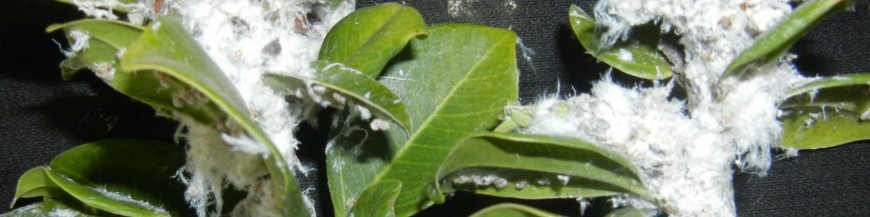 PSILA DEL FICUS (Algodón)