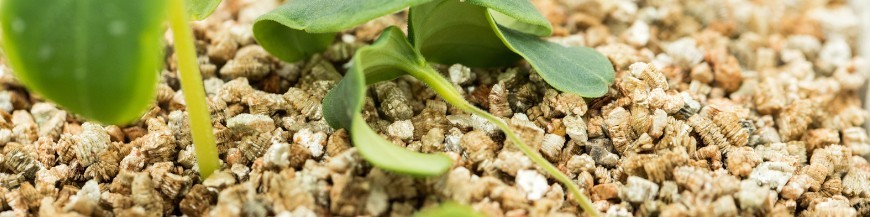 control biológico de pythium