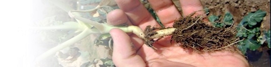 PHYTOPHTHORA