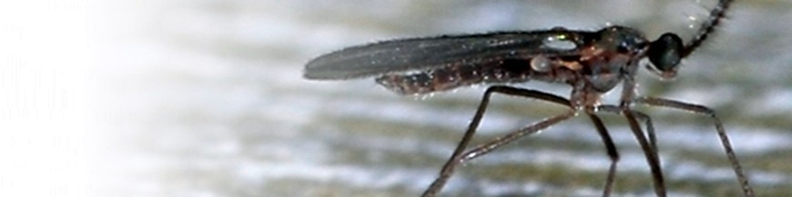 FELTIELLA ACARISUGA