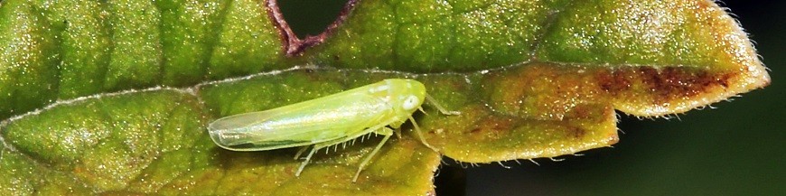 MOSQUITO VERDE (Empoasca)