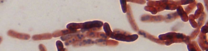 bacillus megaterium