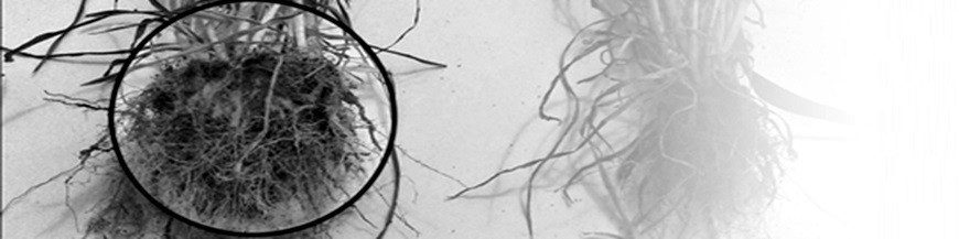 Azotobacter