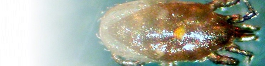 Hypoaspis miles acaro depredador de suelo (Stratiolaelaps scimitus)
