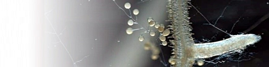 RHIZOPHAGUS IRREGULARIS