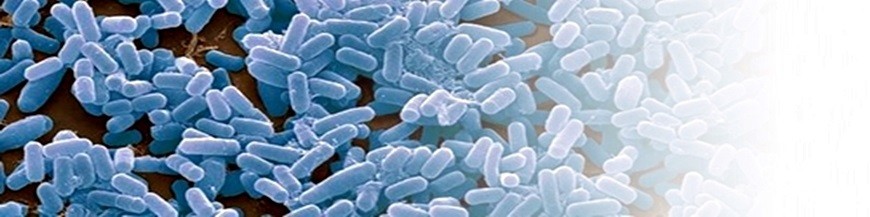 comprar bacillus subtilis