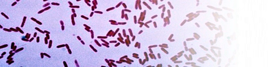 comprar pseudomonas putida