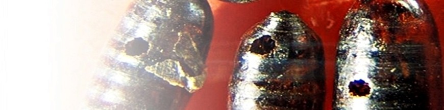 MUSCIDIFURAX RAPTORELLUS