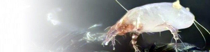 Cheyletus eruditus enemigo natural del ácaro de las serpientes