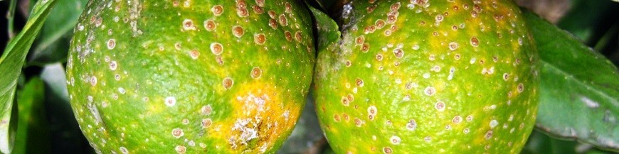 PIOJO ROJO (Aonidiella)