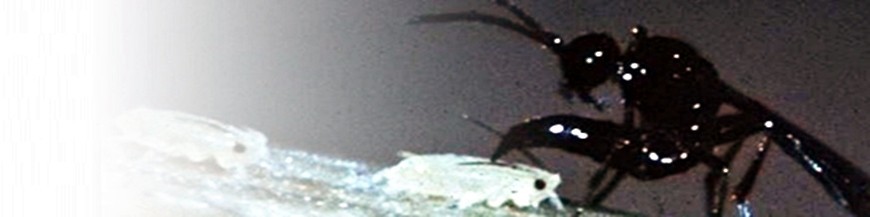 LYSIPHLEBUS TESTACEIPES