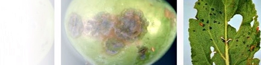 CHANCRO BACTERIANO