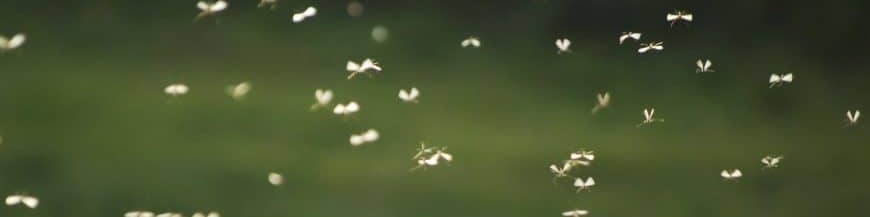 INSECTOS