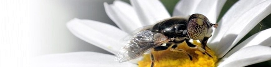 Eristalinus aeneus sírfido polinizador