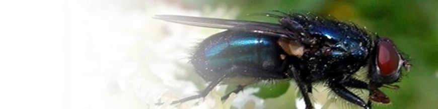 Protophormia terranovae