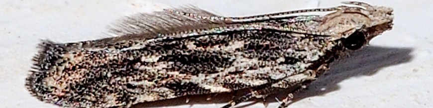 ANARSIA LINEATELLA
