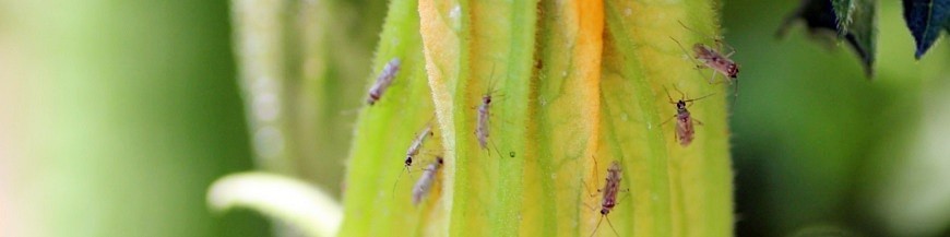 NESIDIOCORIS TENUIS