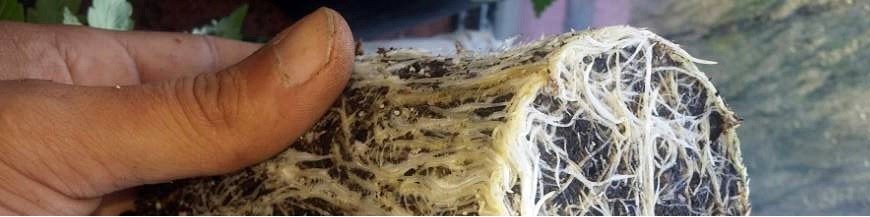 Productos enraizantes